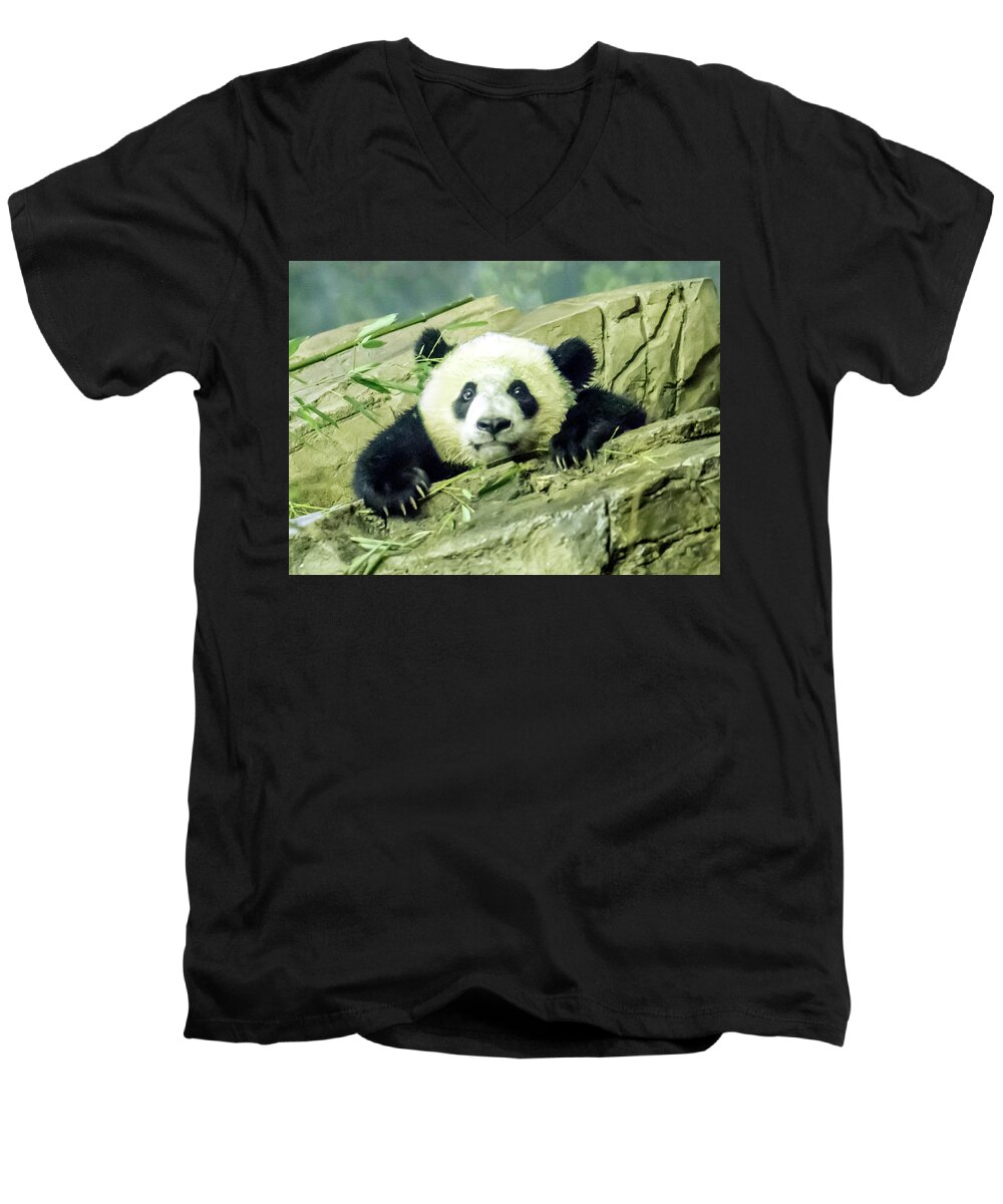 Panda Men's V-Neck T-Shirt featuring the photograph Bei Bei Panda At One Year Old by William Bitman