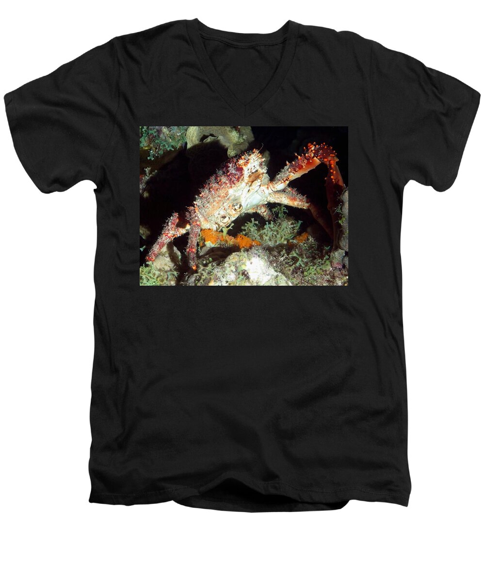 Crab Men's V-Neck T-Shirt featuring the photograph Caribbean Hairy Clinging Crab by Amy McDaniel