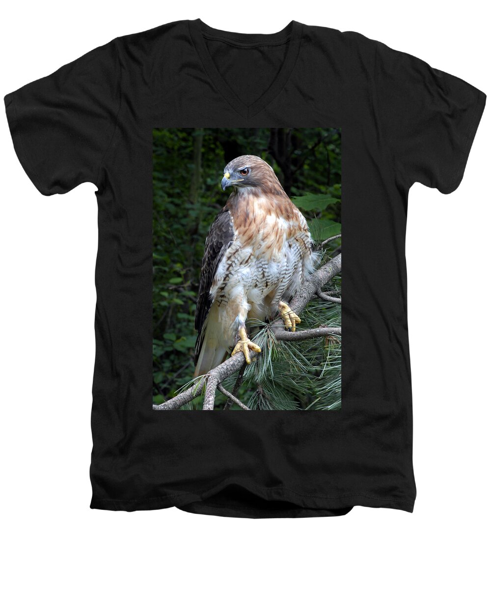 Coopers Hawk Men's V-Neck T-Shirt featuring the photograph Coopers Hawk by Dave Mills