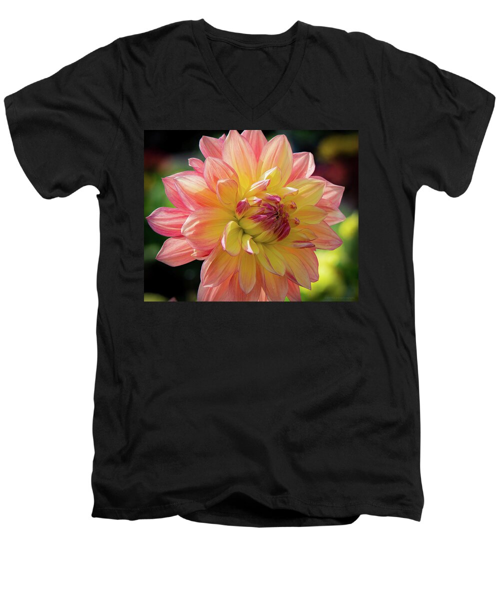 Dahlia Men's V-Neck T-Shirt featuring the photograph Dahlia in the Sunshine by Phil Abrams