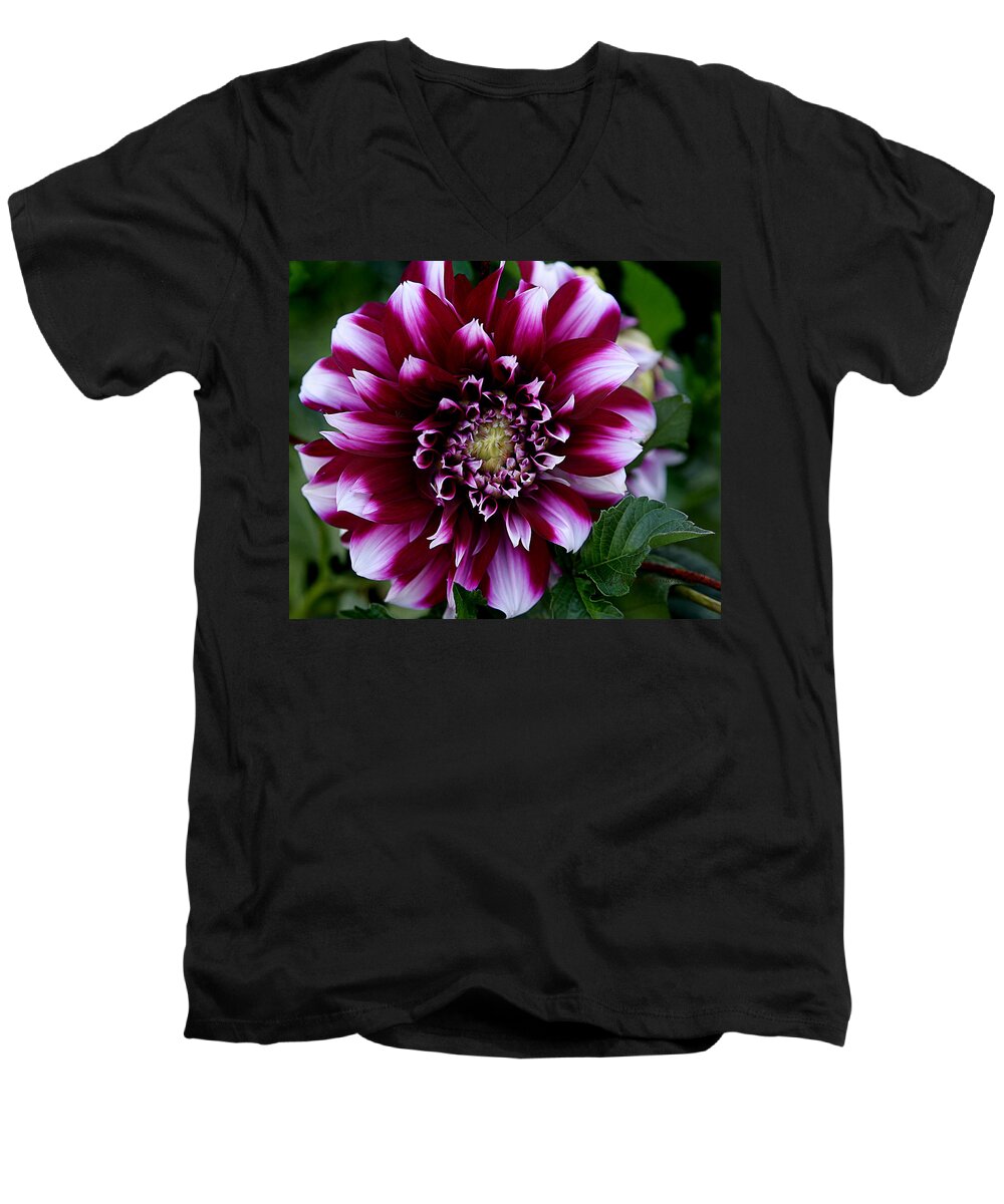 Flower Men's V-Neck T-Shirt featuring the photograph Dahlia by Denise Romano