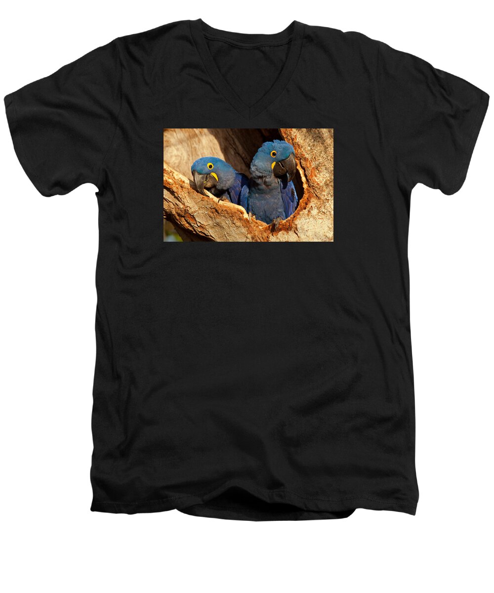 Hyacinth Men's V-Neck T-Shirt featuring the photograph Hyacinth Macaw Pair in Nest by Aivar Mikko