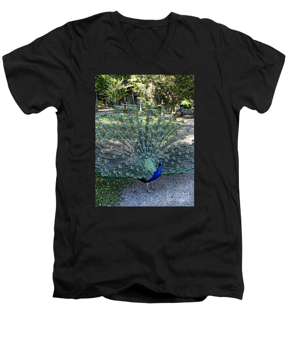 Peacock Men's V-Neck T-Shirt featuring the photograph In all His Glory by Brenda Kean