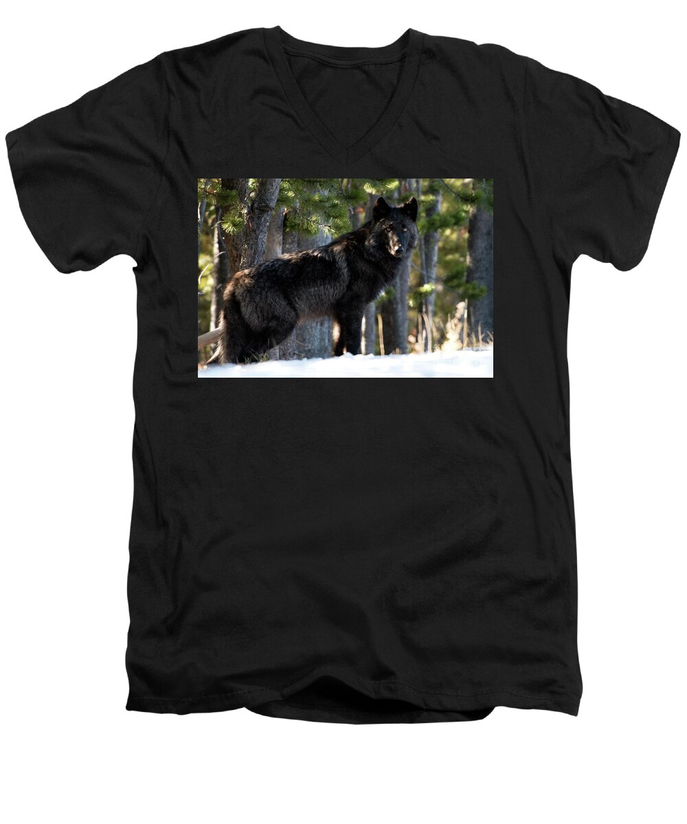 Wolf Men's V-Neck T-Shirt featuring the photograph Little Blackie by Deby Dixon