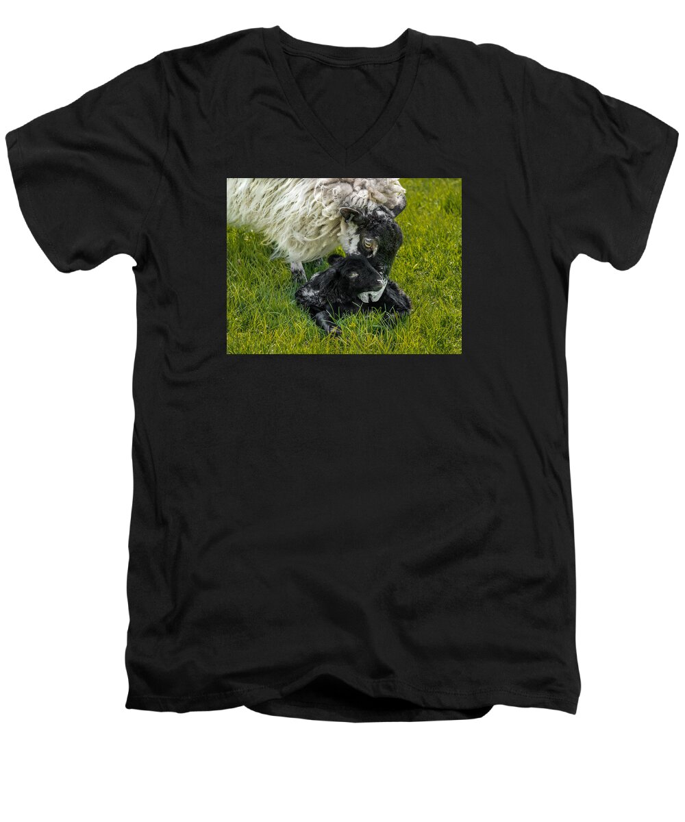 Birds & Animals Men's V-Neck T-Shirt featuring the photograph Just Born by Nick Bywater