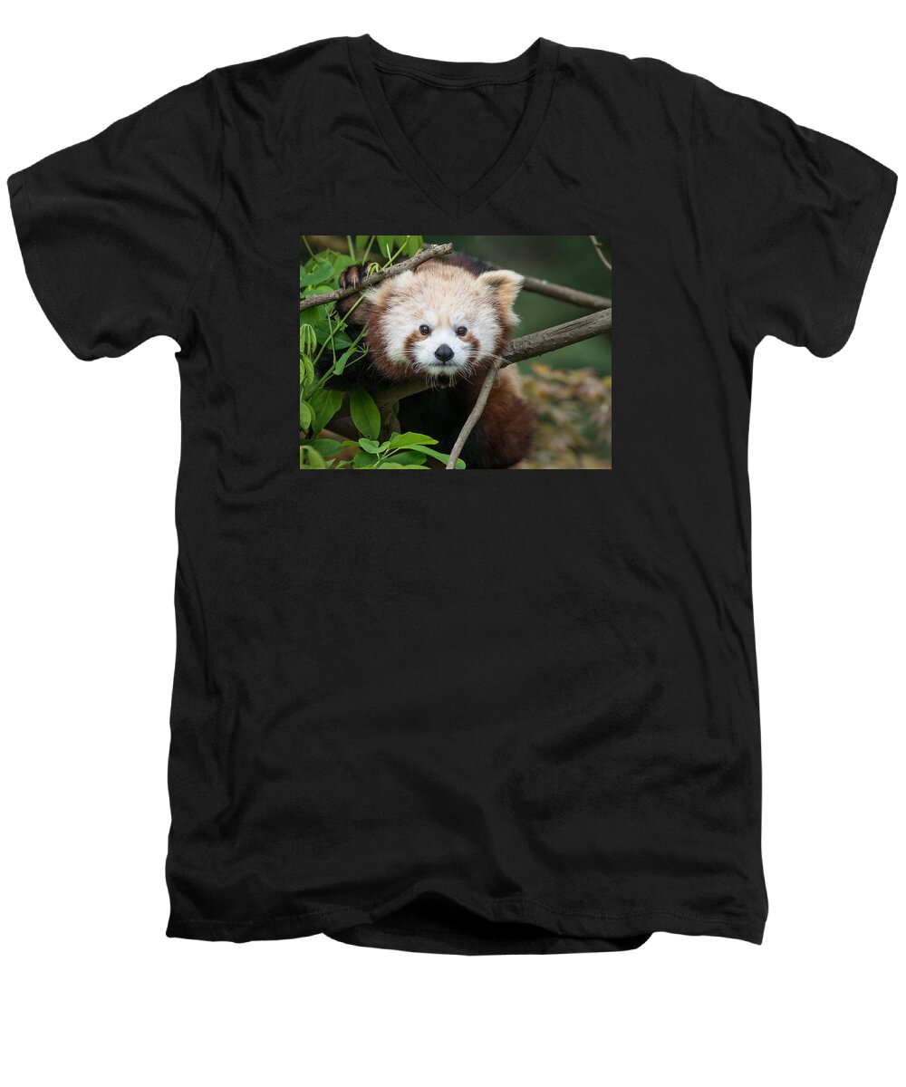 Red Panda Men's V-Neck T-Shirt featuring the photograph One Intense Critter by Greg Nyquist