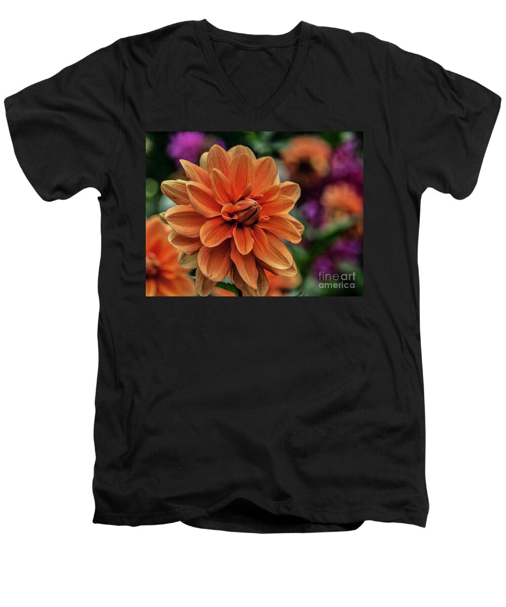 Dahlias Men's V-Neck T-Shirt featuring the photograph Orange Dahlias by Shirley Mangini