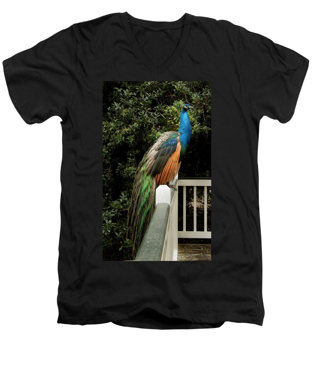 Jean Noren Men's V-Neck T-Shirt featuring the photograph Peacock on a Fence by Jean Noren