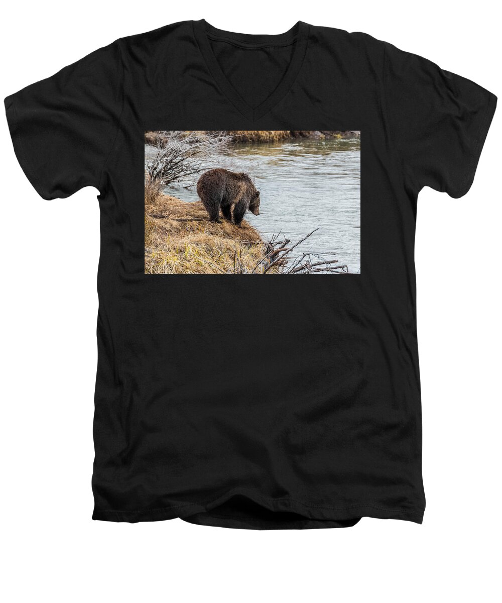 Grizzlies Men's V-Neck T-Shirt featuring the photograph Ready To Swim by Yeates Photography