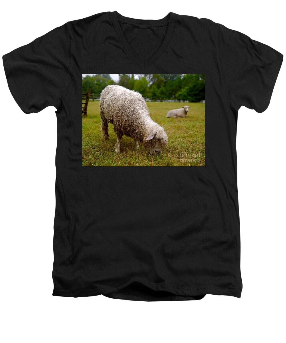 Sheep Men's V-Neck T-Shirt featuring the photograph Sheep Begin a New Day by Lara Morrison