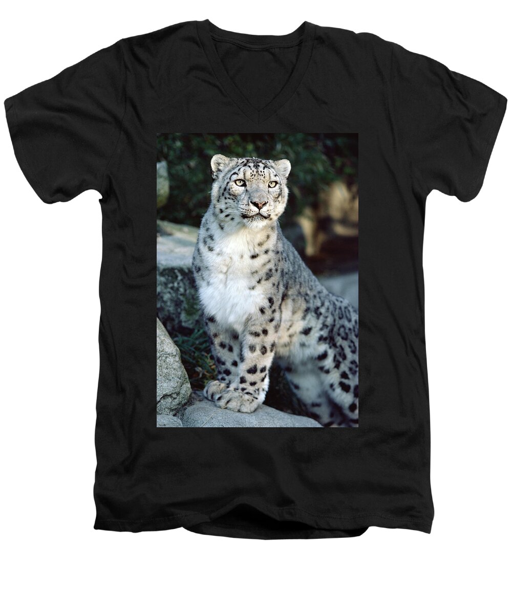 Mp Men's V-Neck T-Shirt featuring the photograph Snow Leopard Uncia Uncia Portrait by Gerry Ellis