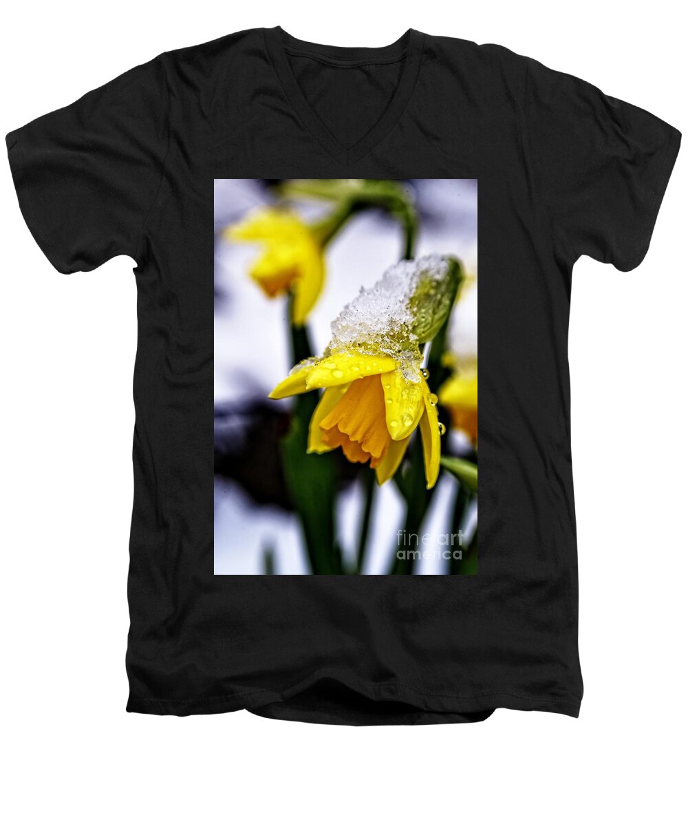 Narcissus Men's V-Neck T-Shirt featuring the photograph Spring Daffodil flowers in snow by Martyn Arnold
