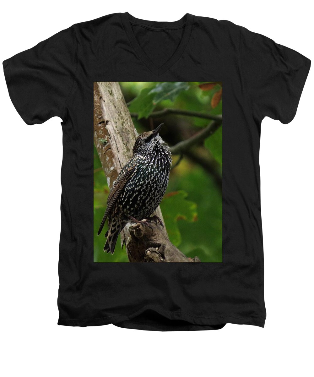 Nw Bird Men's V-Neck T-Shirt featuring the photograph Starling Pride by I'ina Van Lawick