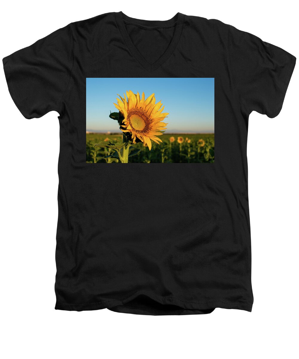 Sunflowers Men's V-Neck T-Shirt featuring the photograph Sunflowers At Sunrise 2 by Stephen Holst
