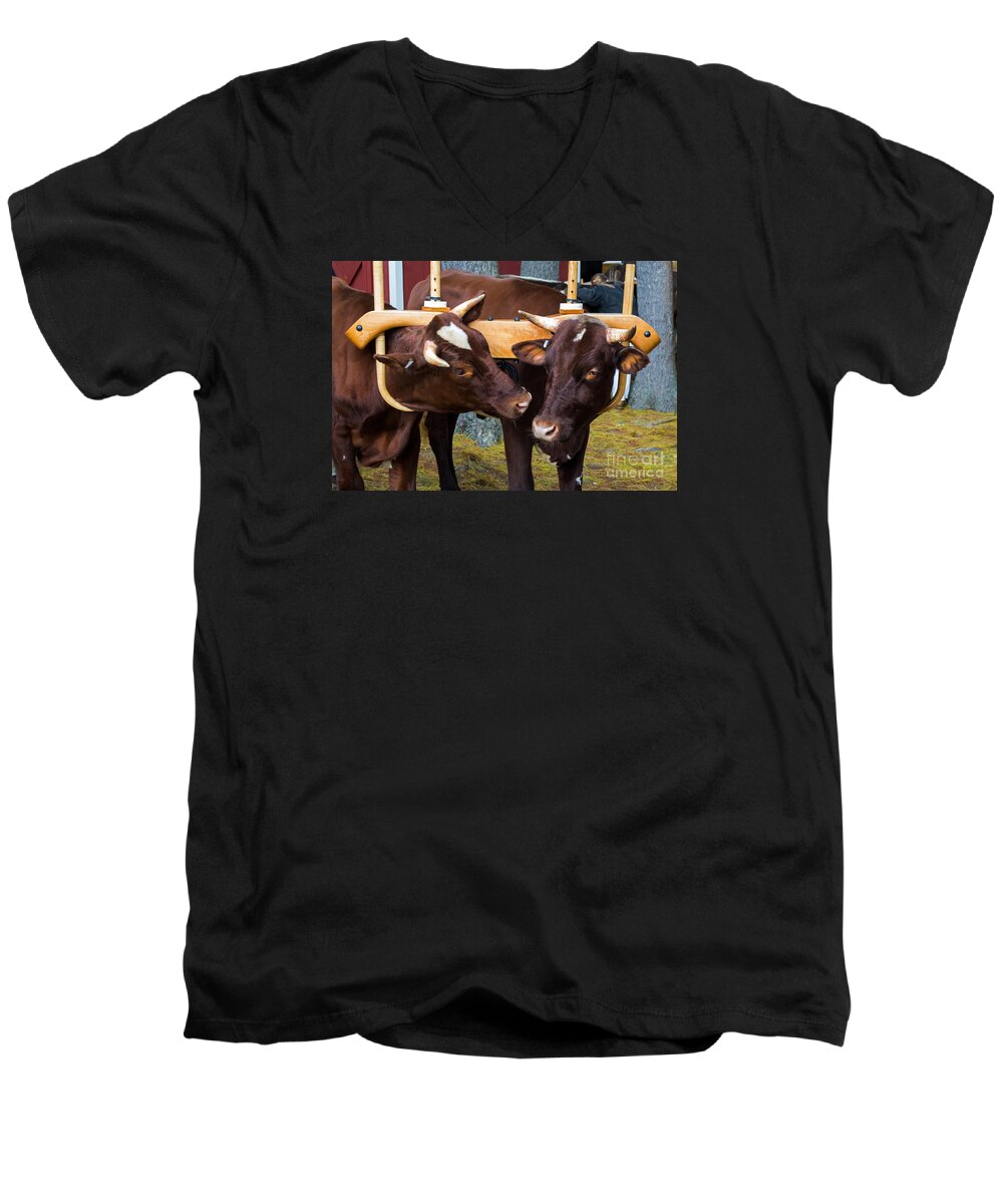 Cow Men's V-Neck T-Shirt featuring the photograph The Yoke is on You by Kevin Fortier