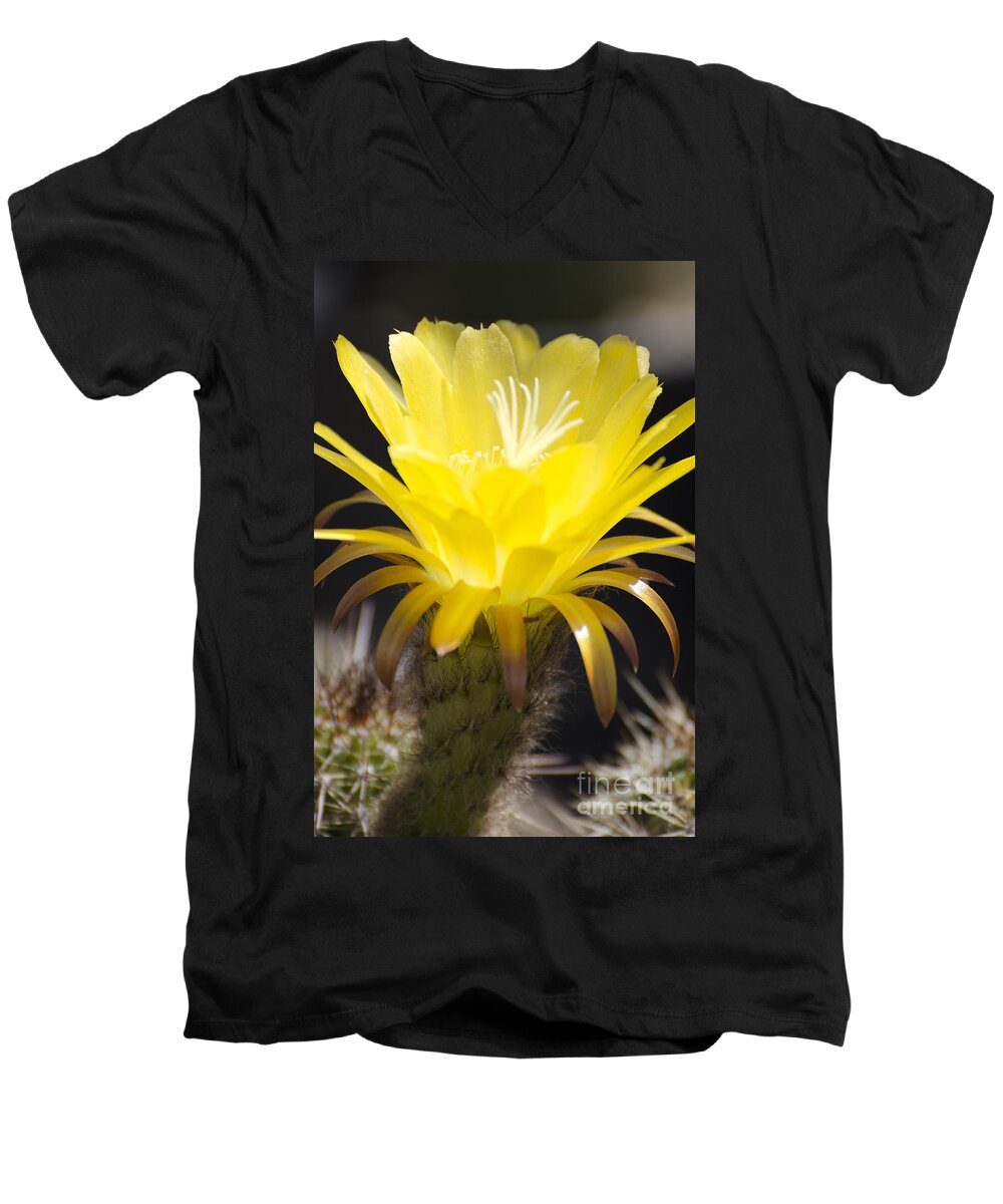 Cactus Men's V-Neck T-Shirt featuring the photograph Yellow cactus flower by Jim And Emily Bush
