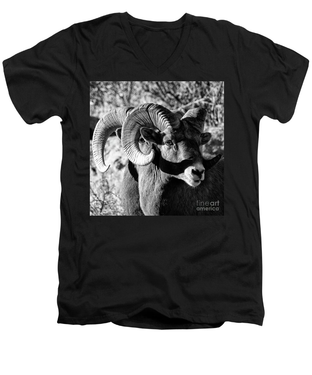 Bighorn Sheep Men's V-Neck T-Shirt featuring the photograph On the Other Hand by Jim Garrison