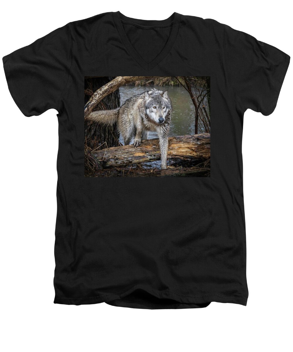 Wolf Wolves Men's V-Neck T-Shirt featuring the photograph Stepping OVer by Laura Hedien