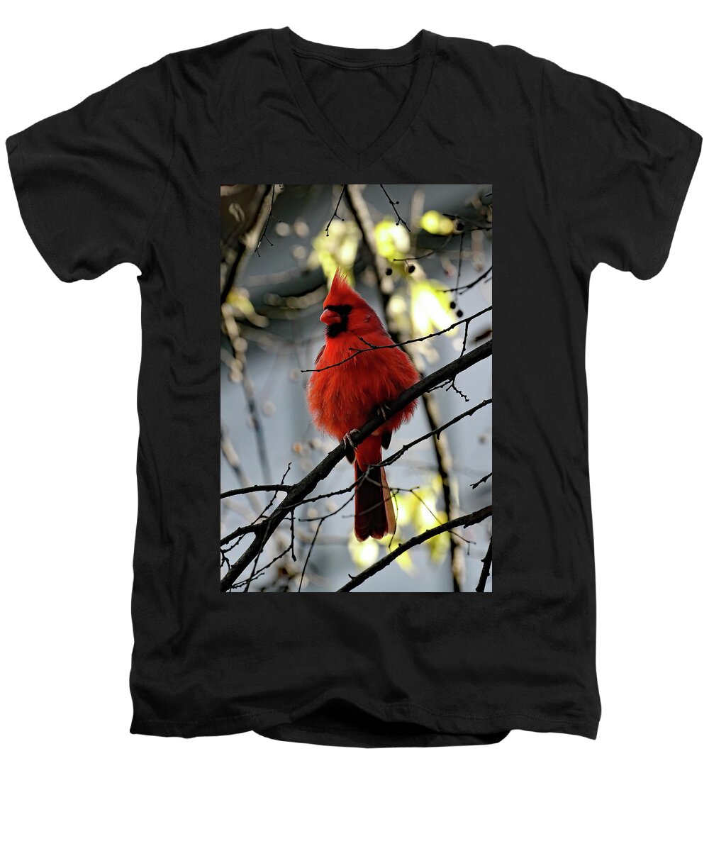 Cardinal Men's V-Neck T-Shirt featuring the photograph All Fluff    by Jennifer Robin