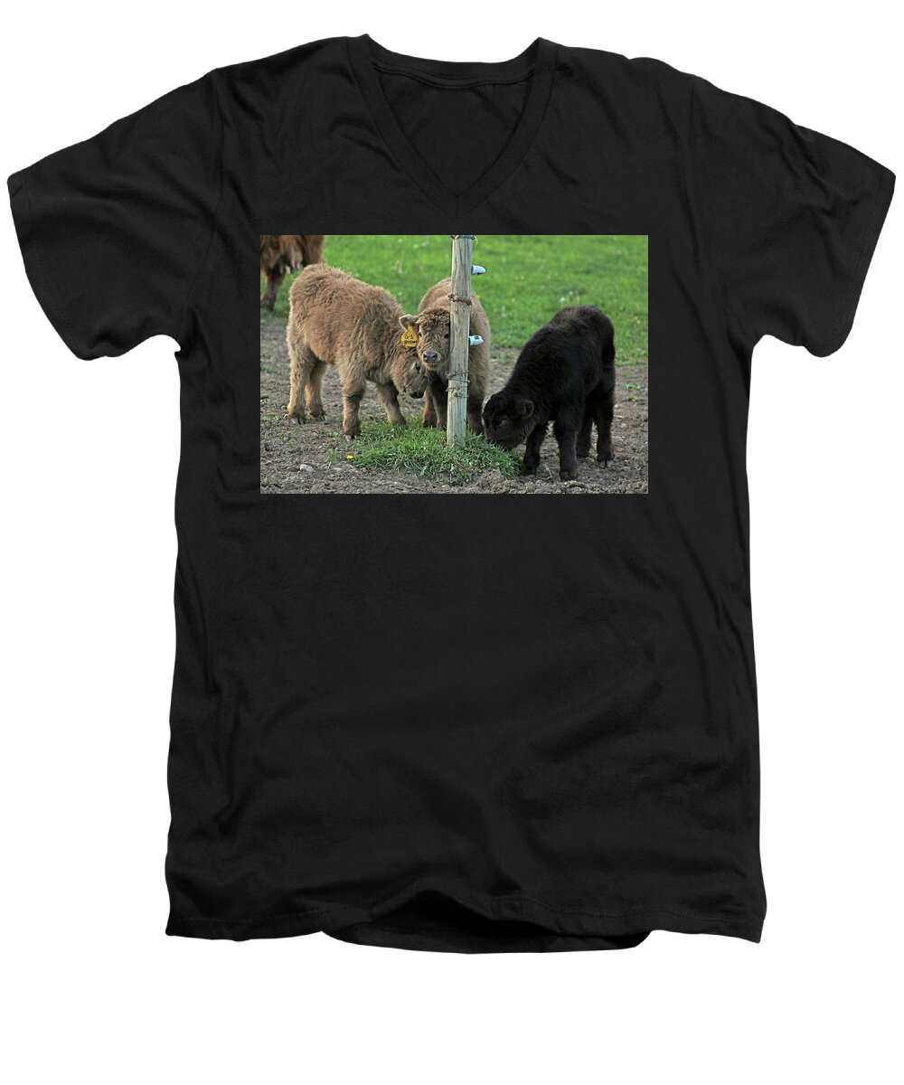 Scottish Men's V-Neck T-Shirt featuring the photograph Wixom Farm Highland Cattle - 3 Buds by Terry Cork