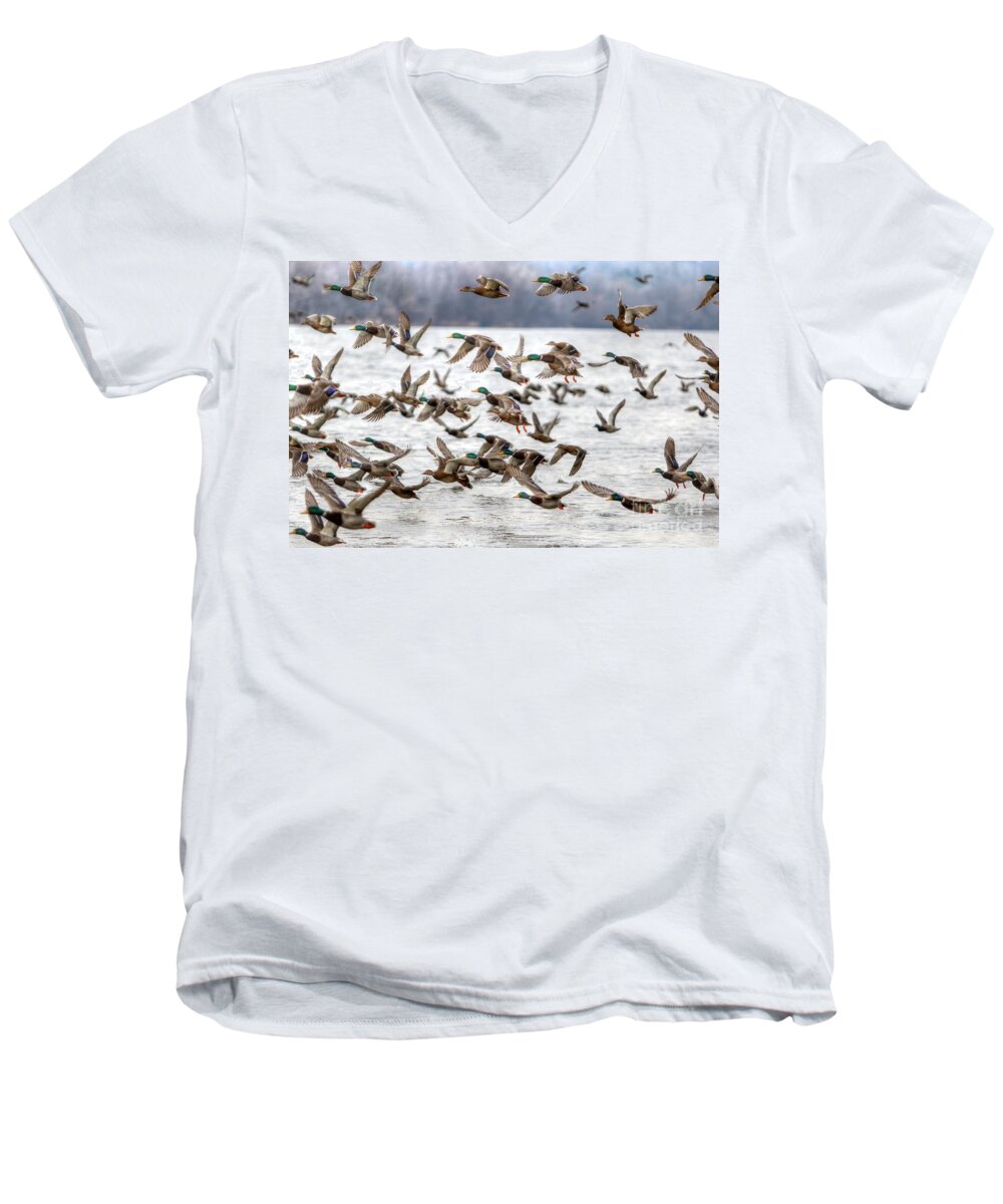 Ducks Men's V-Neck T-Shirt featuring the photograph One Direction by Robert Pearson