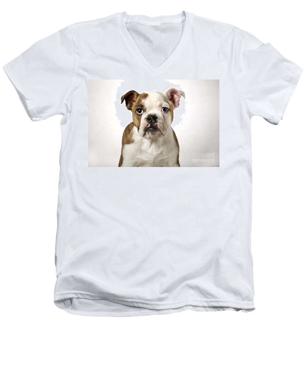 English Bulldog Men's V-Neck T-Shirt featuring the photograph 110307p153 by Arterra Picture Library