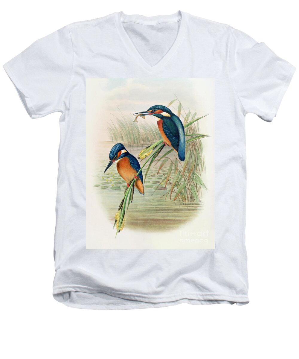 Kingfisher; Birds; Bird; Fish; Colorful; Reeds; River Men's V-Neck T-Shirt featuring the drawing Alcedo Ispida plate from The Birds of Great Britain by John Gould by John Gould William Hart