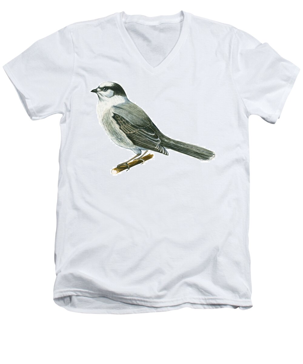 No People; Horizontal; Side View; Full Length; White Background; One Animal; Wildlife; Close Up; Illustration And Painting; Zoology; Wing; Feather; Tail; Perching; Branch; Bird; Canada Jay; Perisoreus Canadensis; Grey Men's V-Neck T-Shirt featuring the drawing Canada jay by Anonymous