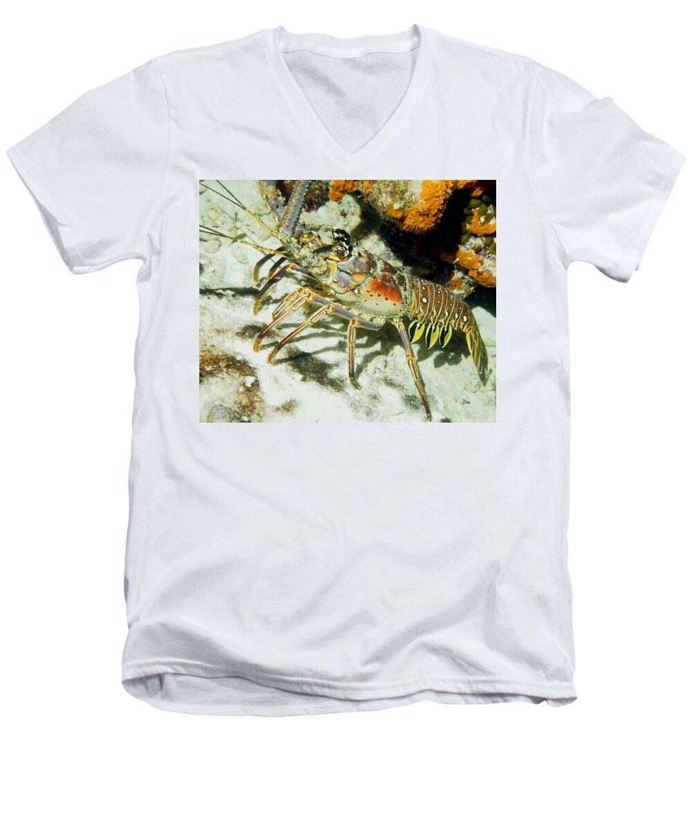 Nature Men's V-Neck T-Shirt featuring the photograph Caribbean Spiny Reef Lobster by Amy McDaniel