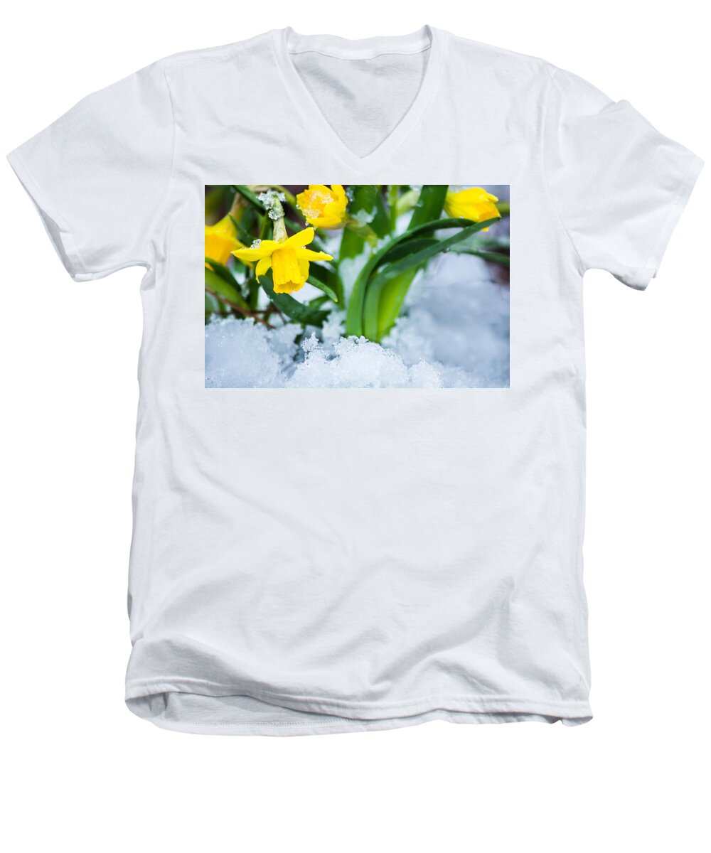 Spring Men's V-Neck T-Shirt featuring the photograph Daffodils in the Snow by Parker Cunningham