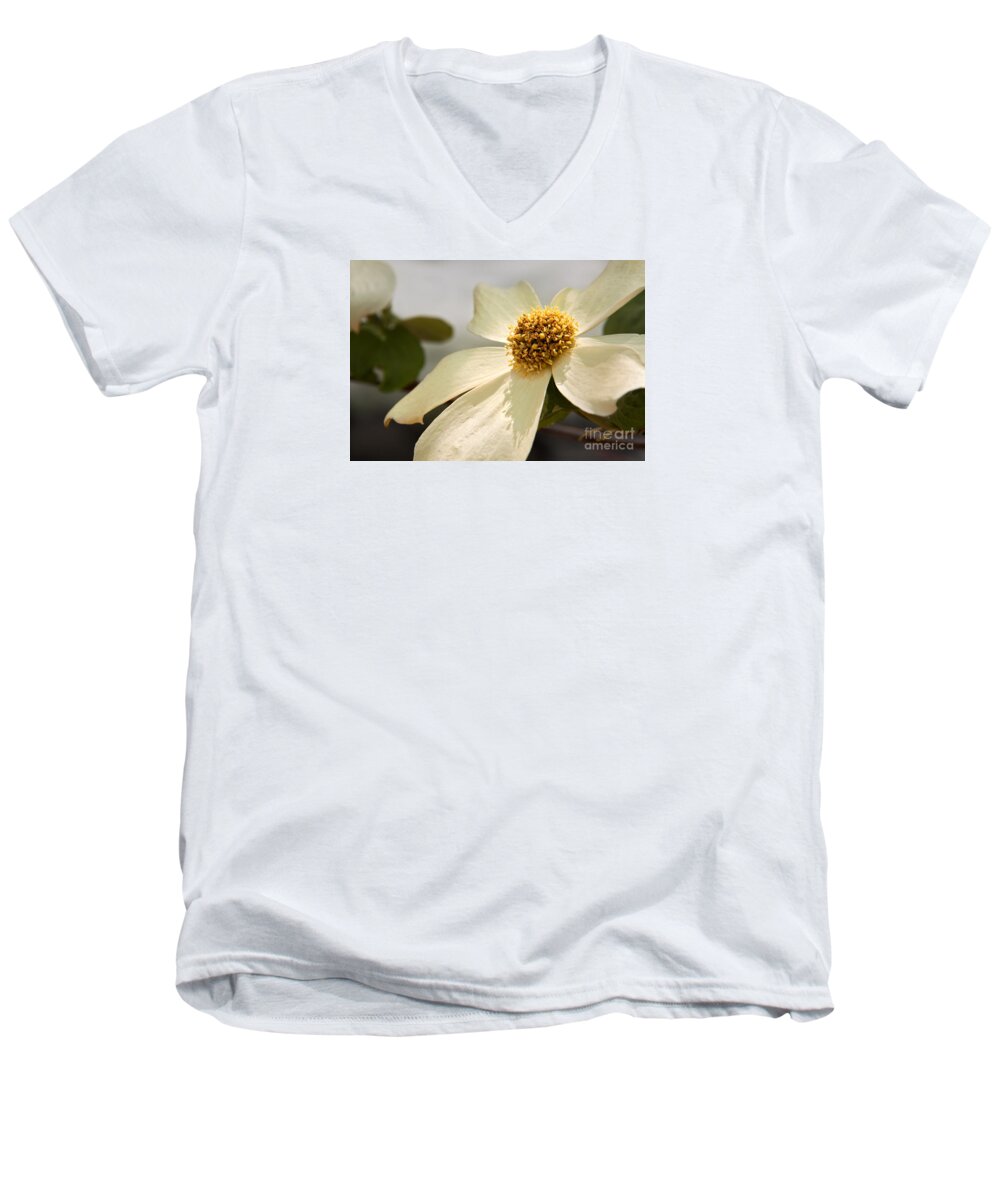 California Men's V-Neck T-Shirt featuring the photograph Dogwood Bloom by Alice Cahill