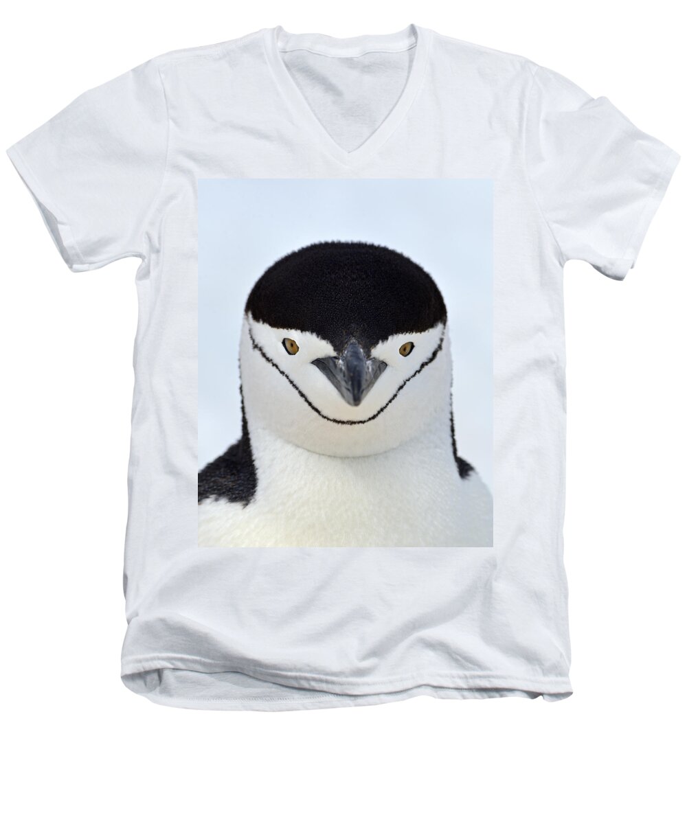 Chinstrap Penguin Men's V-Neck T-Shirt featuring the photograph Helmet by Tony Beck