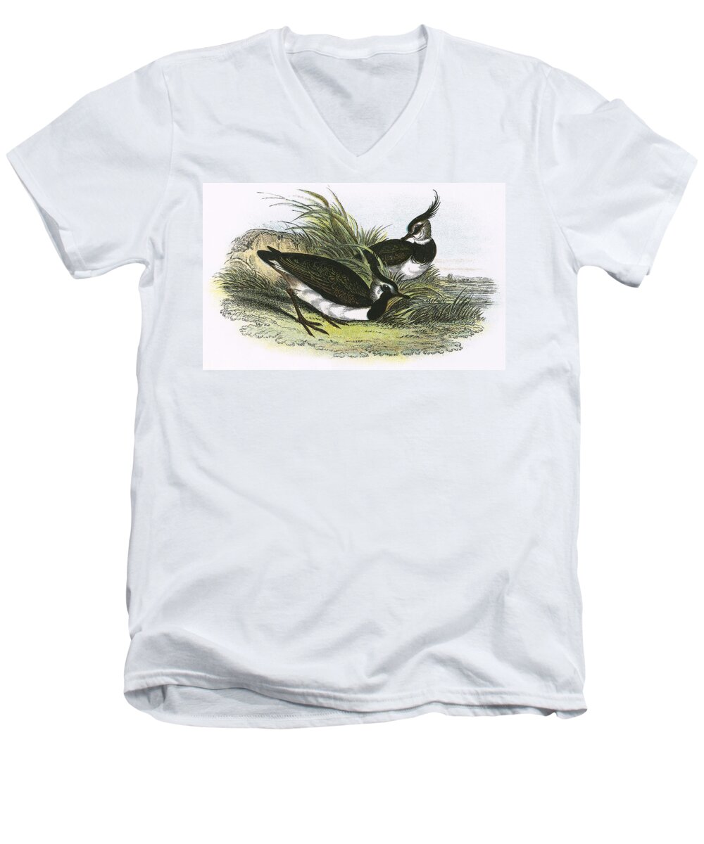 British Birds Men's V-Neck T-Shirt featuring the photograph Lapwing by English School