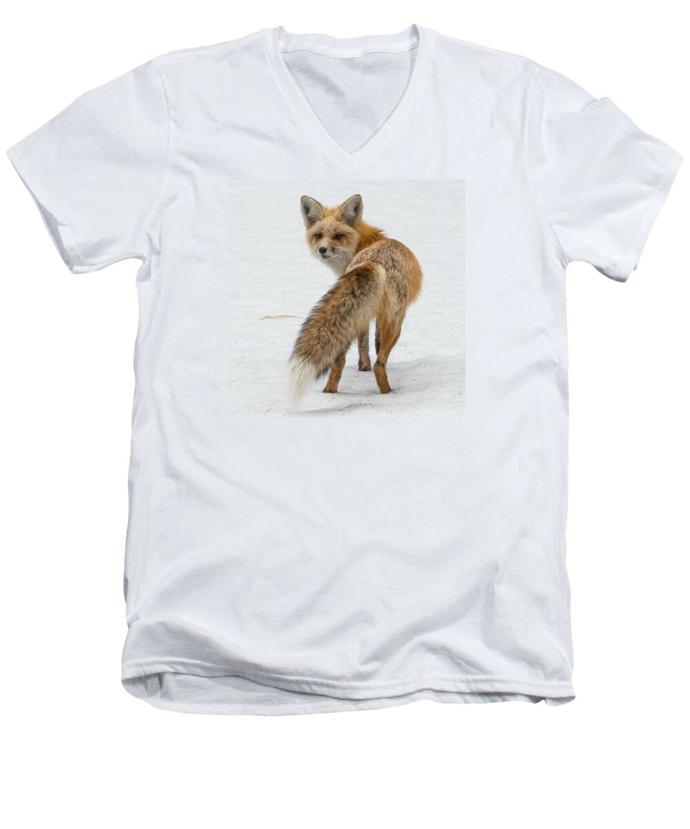 Red Fox Men's V-Neck T-Shirt featuring the photograph Red Fox Of Silver Gate by Yeates Photography