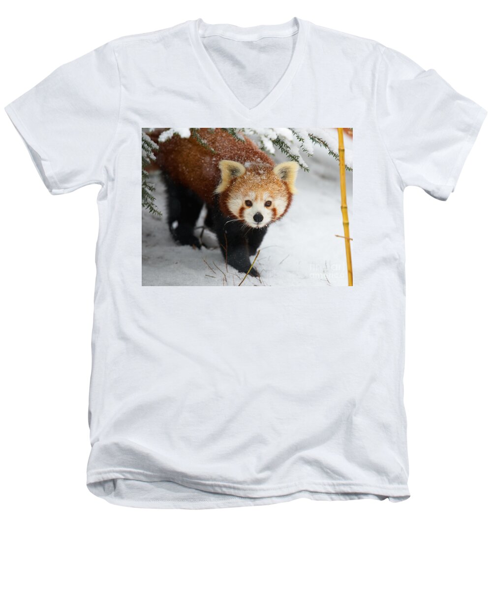Ailurus Fulgens Men's V-Neck T-Shirt featuring the photograph Red Panda in the snow by Nick Biemans