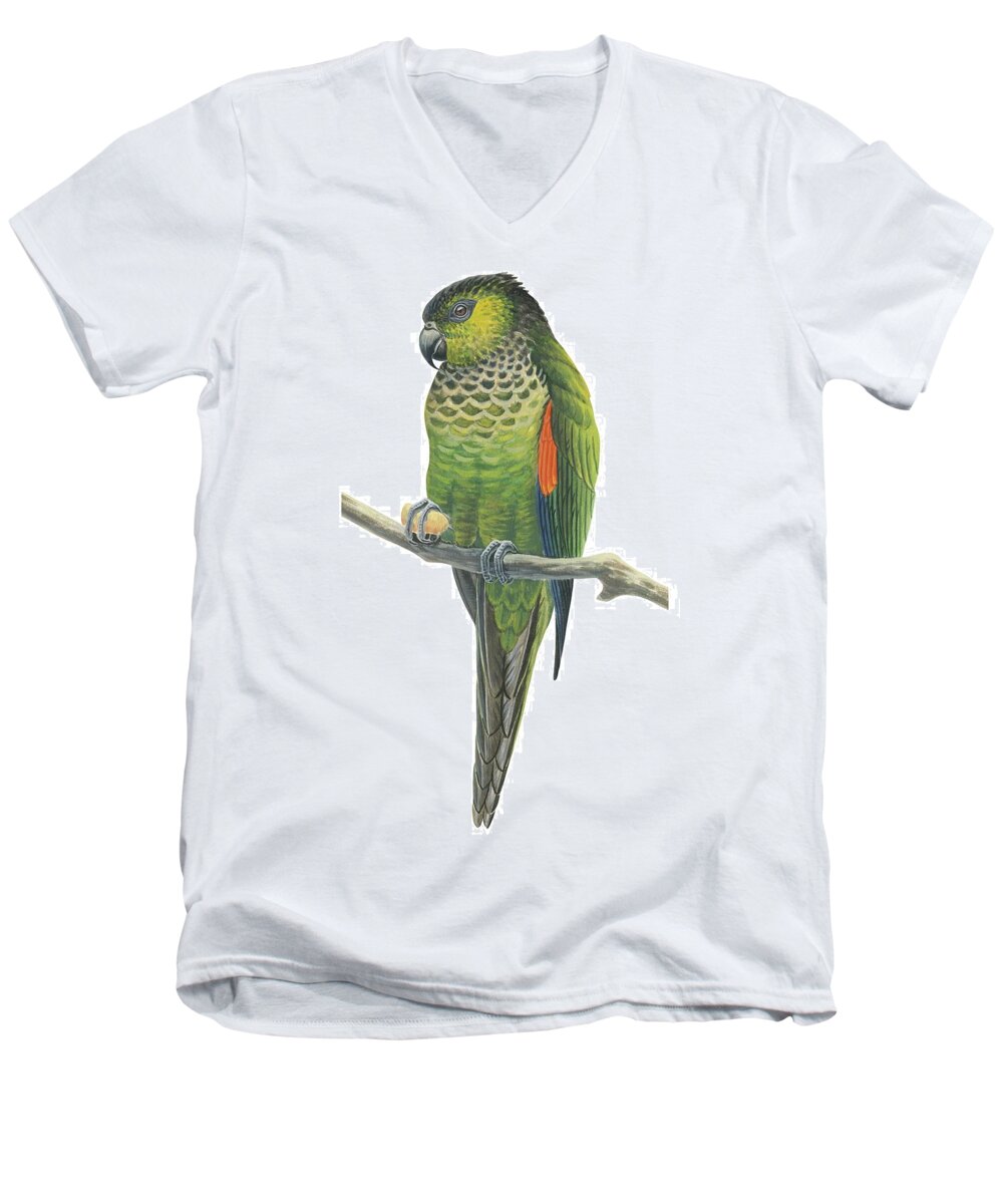 No People; Vertical; White Background; One Animal; Nature; Wildlife; Illustration And Painting; Rock Parakeet; Pyrrhura Rupicola; Zoology; Green; Perching; Branch Men's V-Neck T-Shirt featuring the drawing Rock parakeet by Anonymous