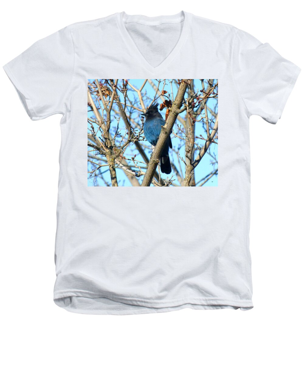 Steller's Jay In Winter Men's V-Neck T-Shirt featuring the photograph Steller's Jay In Winter by Will Borden