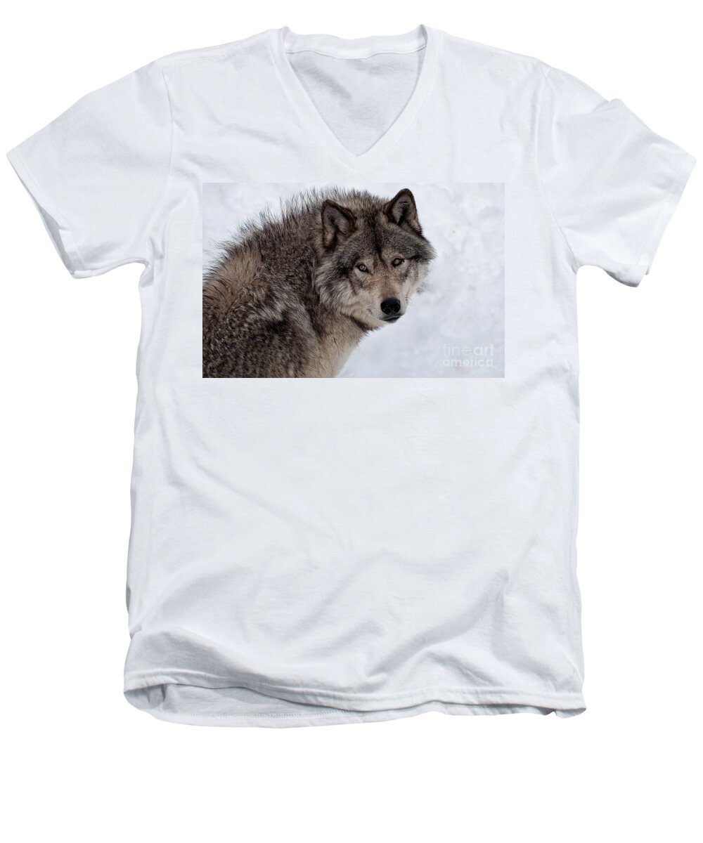 Timberwolf Men's V-Neck T-Shirt featuring the photograph Timberwolf At Rest by Bianca Nadeau