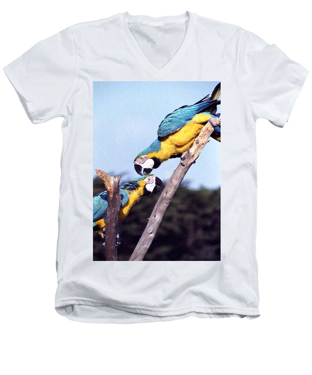 Tropical Parrots Men's V-Neck T-Shirt featuring the photograph Tropical Parrots in Love by Daniel Larsen