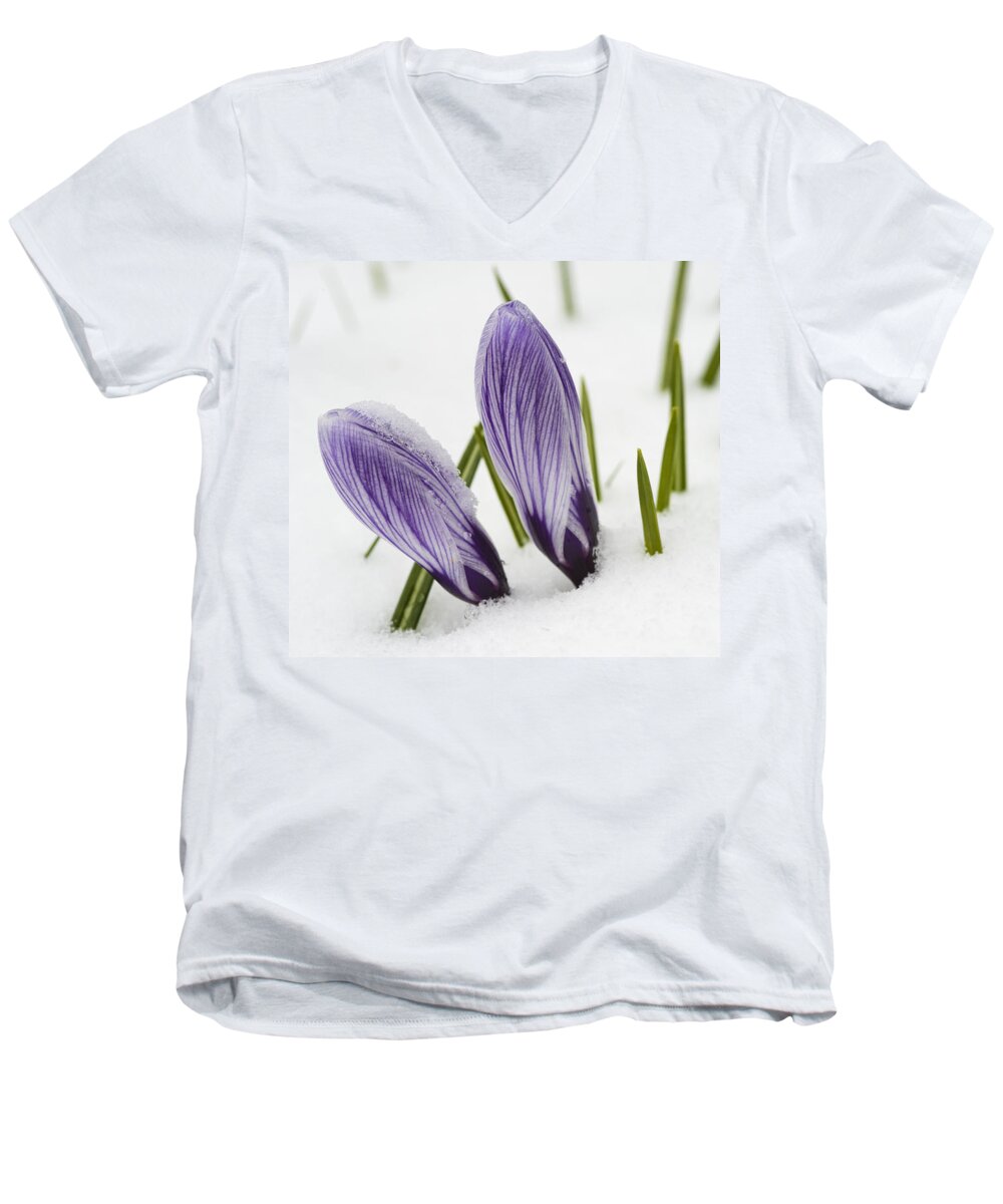 Crocus Men's V-Neck T-Shirt featuring the photograph Two purple crocuses in spring with snow by Matthias Hauser