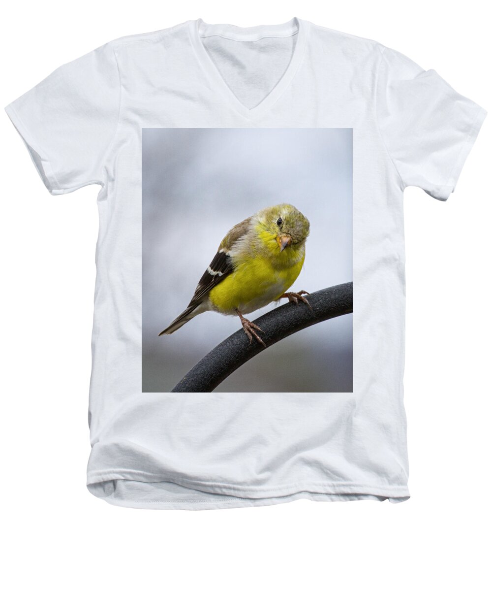American Goldfinch Men's V-Neck T-Shirt featuring the photograph American Goldfinch #1 by Brian Caldwell