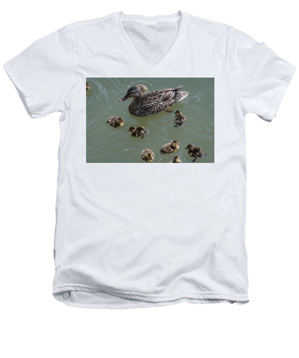 Animals Men's V-Neck T-Shirt featuring the photograph Mallard Family #1 by Robert Potts