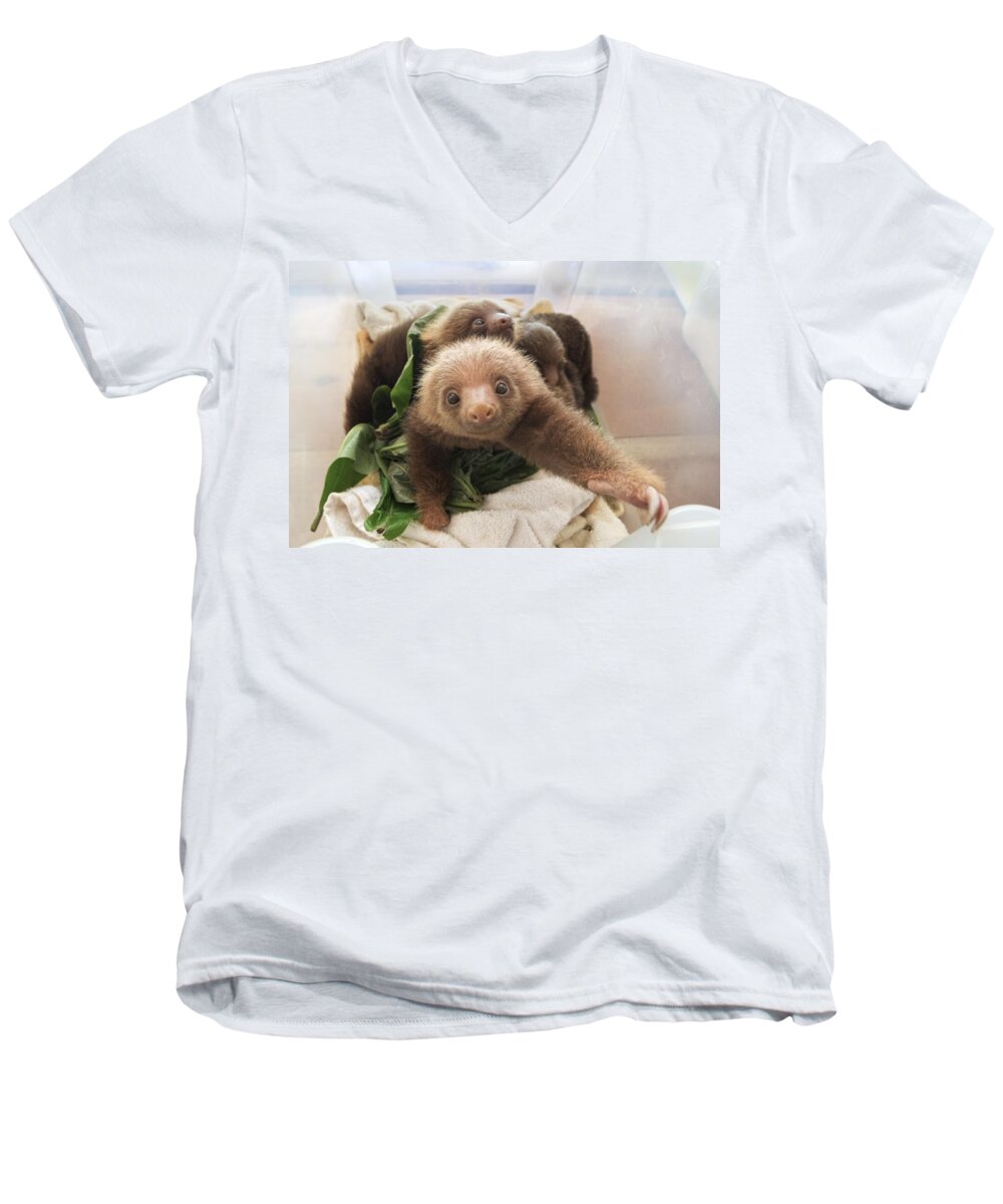 Mp Men's V-Neck T-Shirt featuring the photograph Hoffmanns Two-toed Sloth Choloepus #2 by Suzi Eszterhas