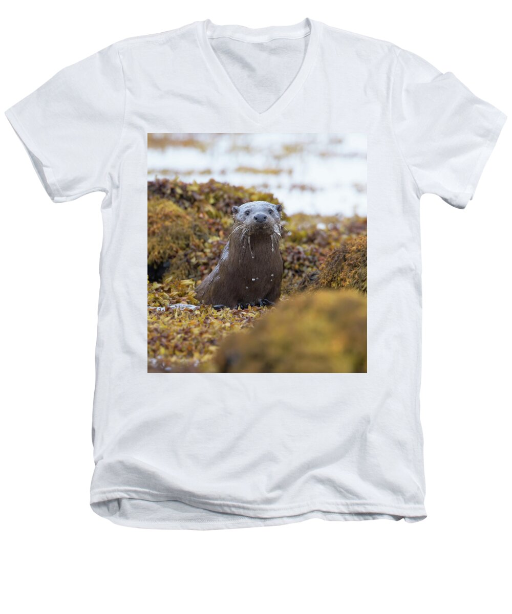 Otter Men's V-Neck T-Shirt featuring the photograph Alert Female Otter by Pete Walkden