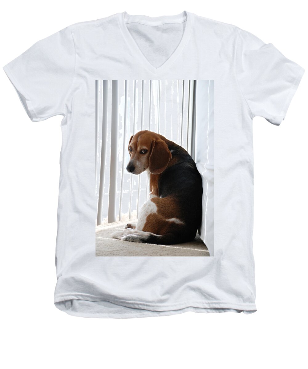 Beagle Men's V-Neck T-Shirt featuring the photograph Beagle Attitude by Jennifer Ancker