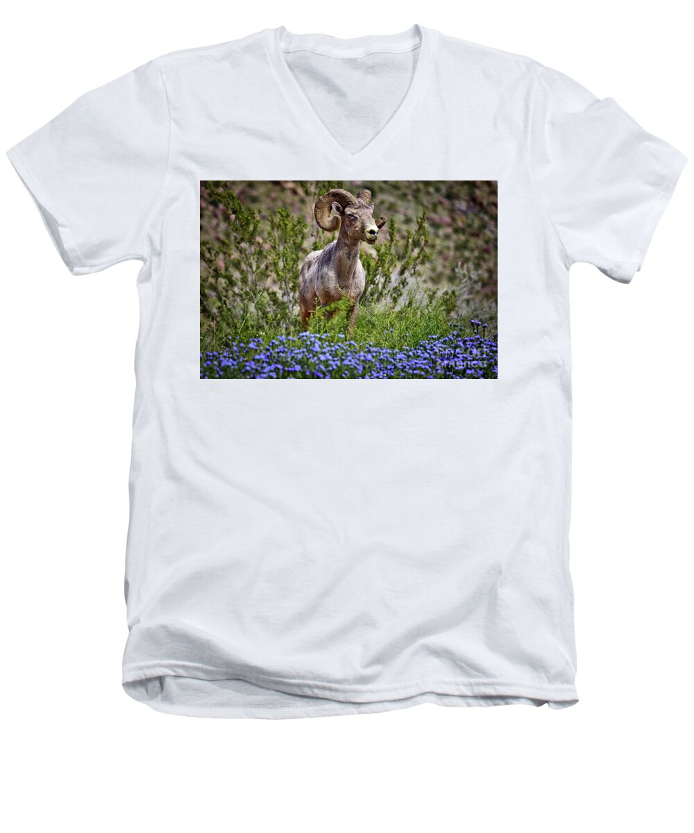 Anza Borrego Desert State Park Men's V-Neck T-Shirt featuring the photograph Blooms and Bighorn in Anza Borrego Desert State Park by Sam Antonio