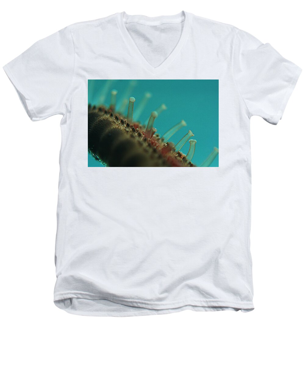 Ocean Men's V-Neck T-Shirt featuring the photograph Chocolate Chip Starfish by Rachelle Johnston