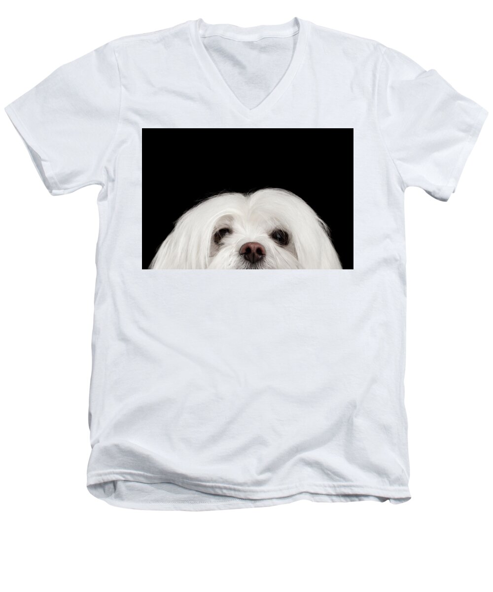 Maltese Men's V-Neck T-Shirt featuring the photograph Closeup Nosey White Maltese Dog Looking in Camera isolated on Black background by Sergey Taran