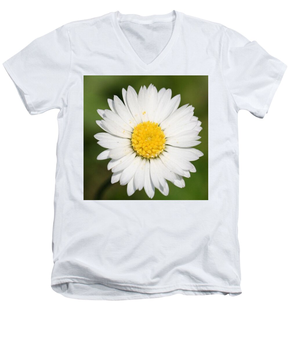 Common Daisy Men's V-Neck T-Shirt featuring the photograph Closeup of a Beautiful Yellow and White Daisy flower by Taiche Acrylic Art