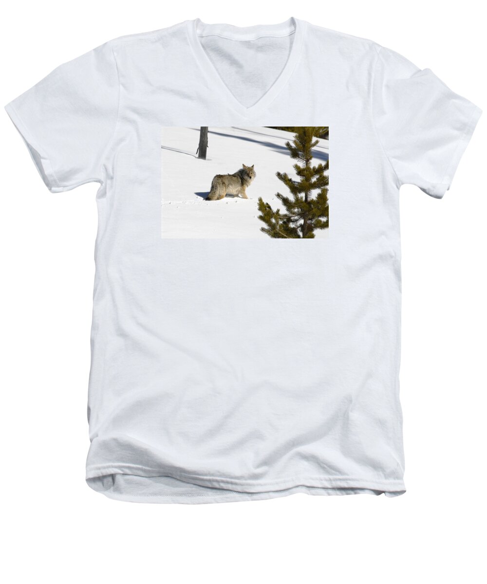 Coyote Men's V-Neck T-Shirt featuring the photograph Coyote in Winter by Scott Read